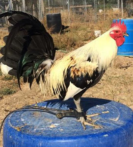 game-roosters-for-sale-in-texas