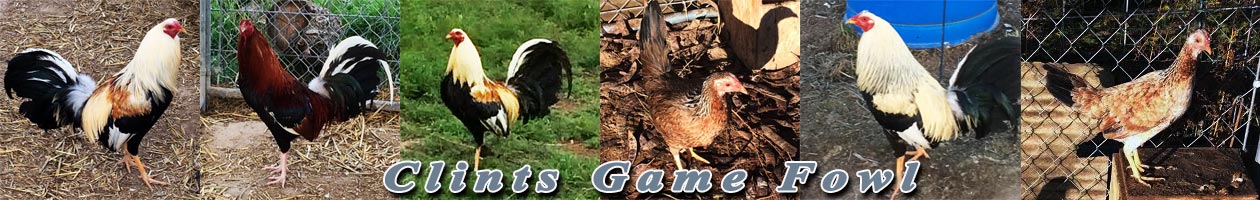 Clints Game Fowl