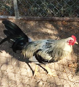 Gamefowl for Sale | Clints Game Fowl